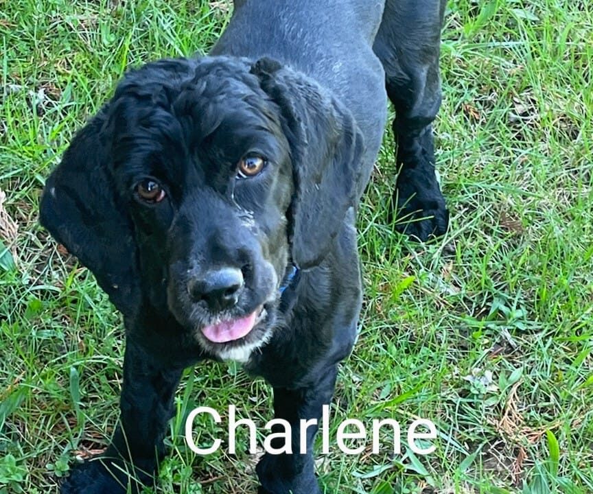 Charlene CCR