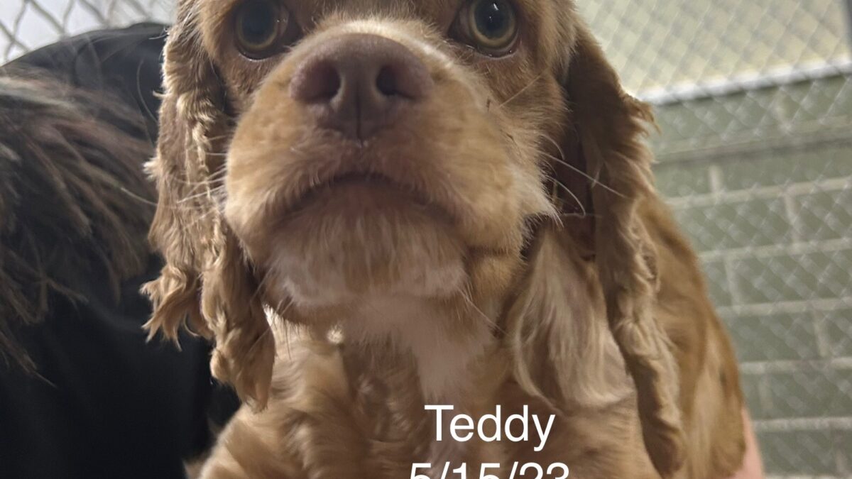 Teddy Columbus Cocker Rescue