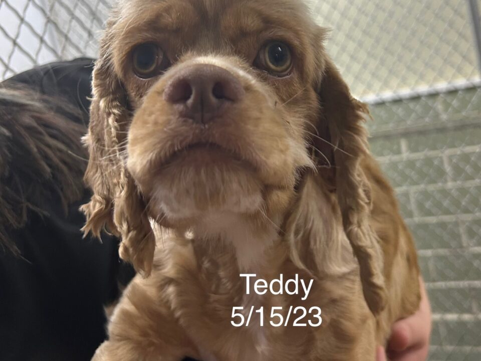 Teddy Columbus Cocker Rescue