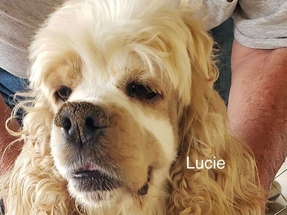 Lucie CCR
