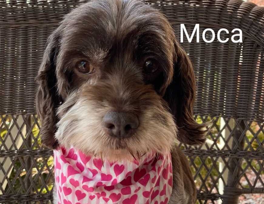 Moca CCR
