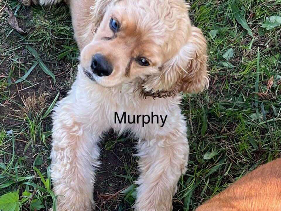 Murphy CCR