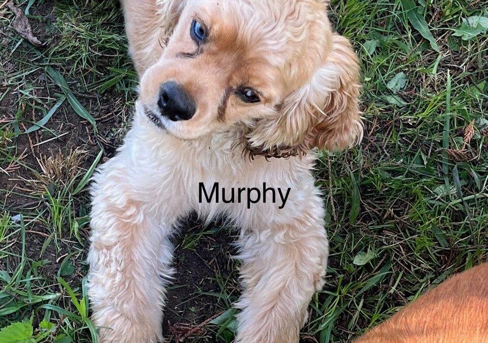 Murphy CCR