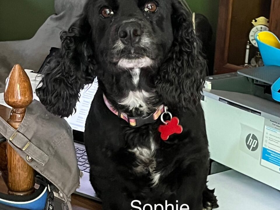 Sophie CCR