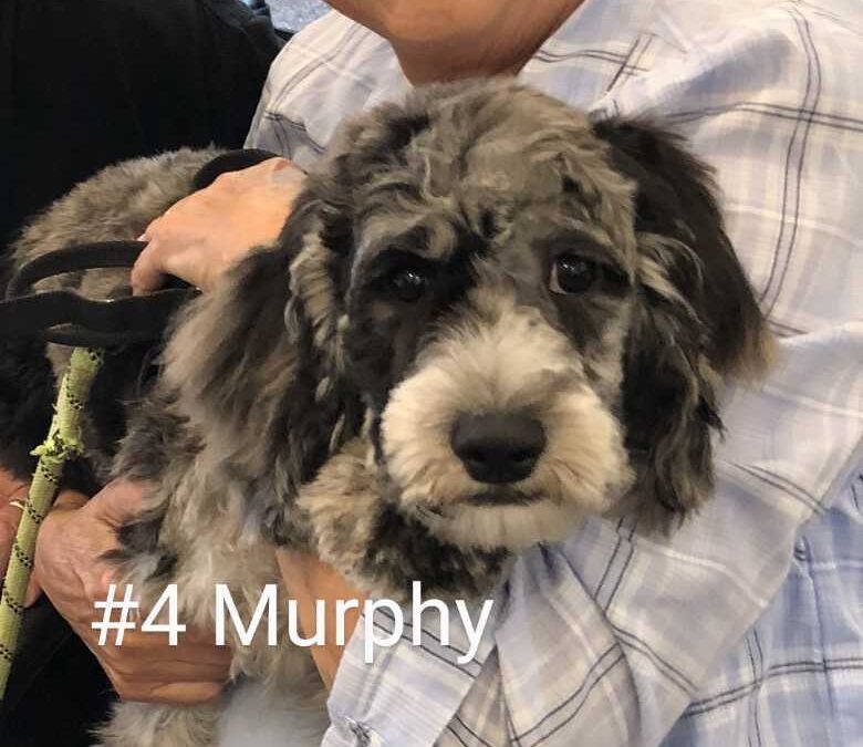 #4 Murphy CCR
