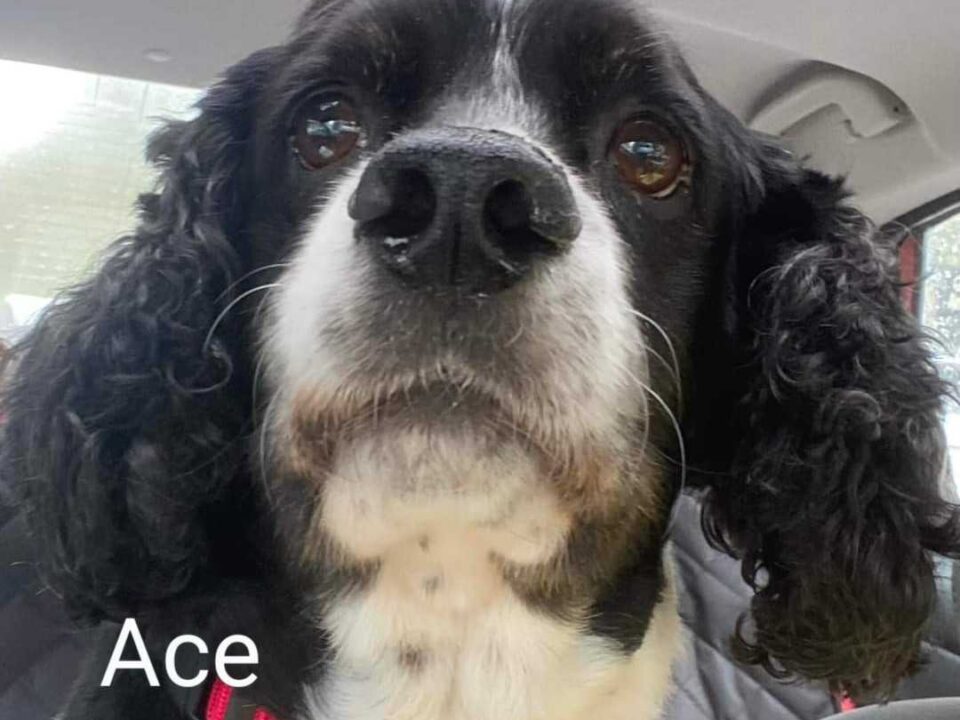 Ace CCR