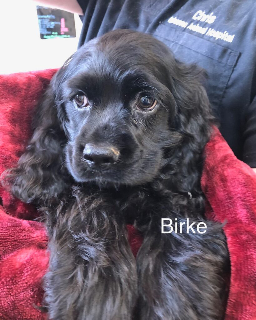 Birke CCR