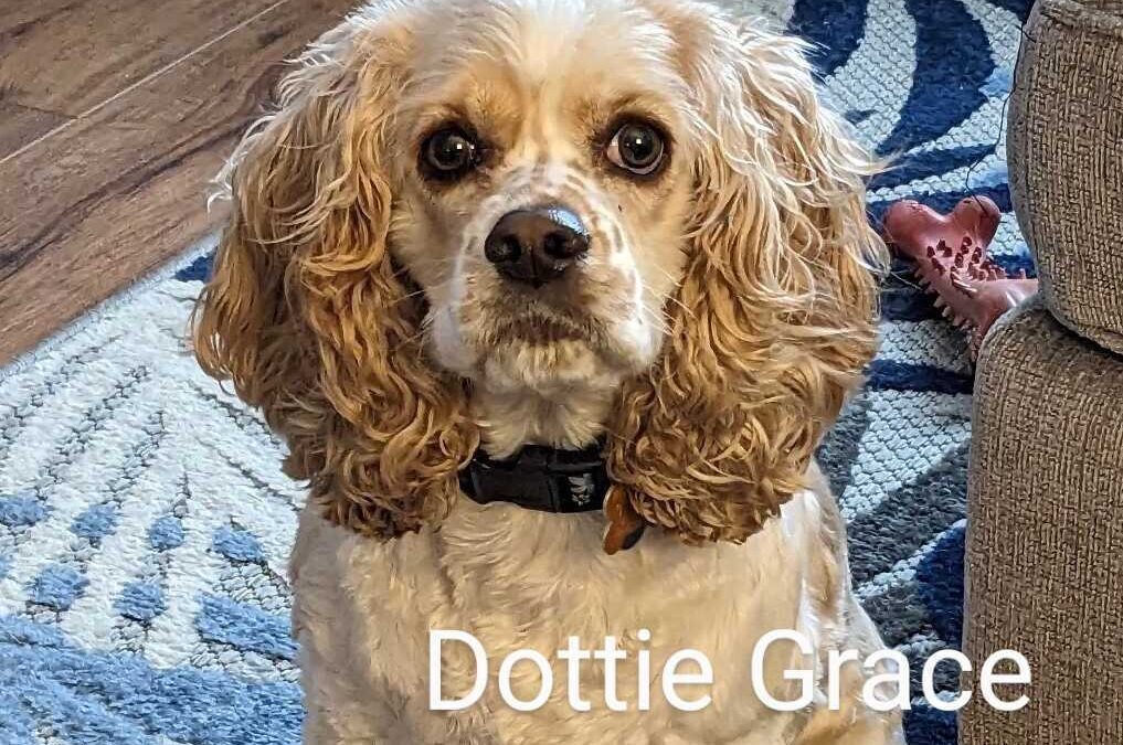 American cocker hot sale rescue