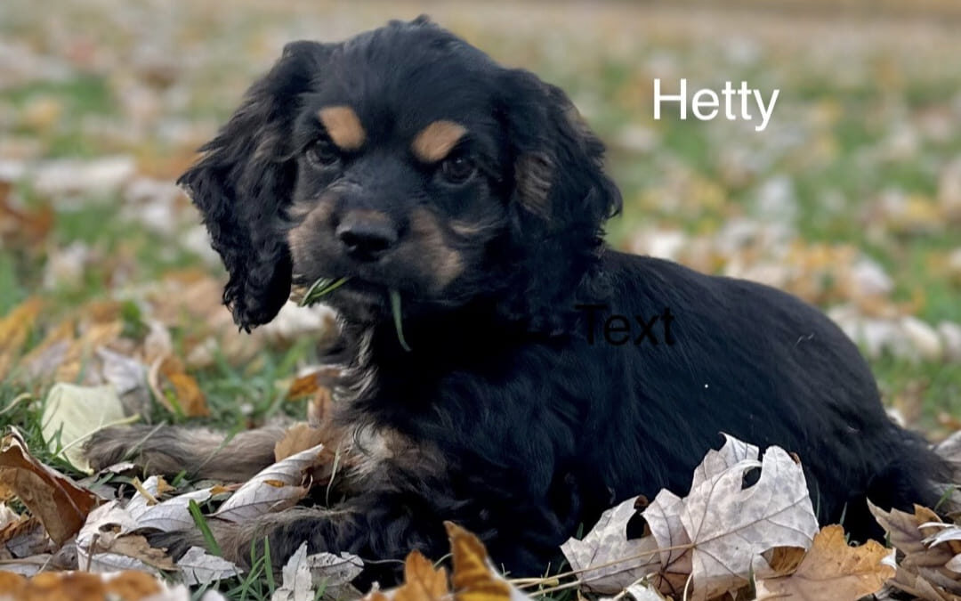 Hetty CCR