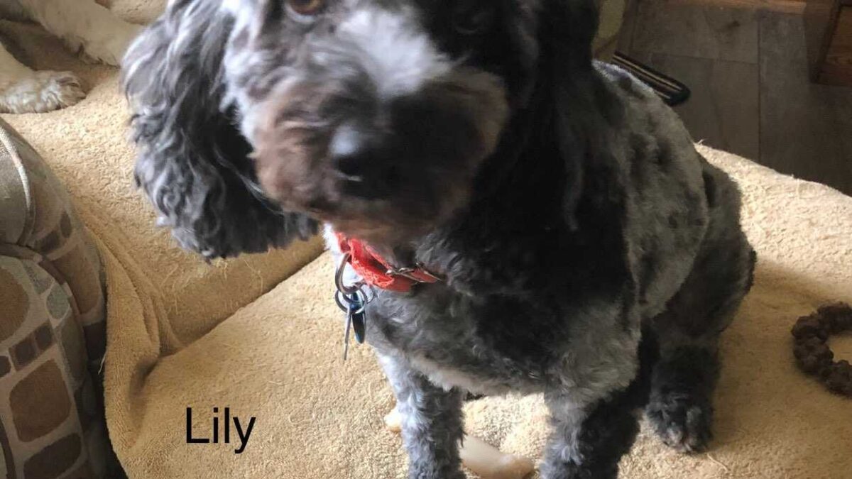 Lily CCR