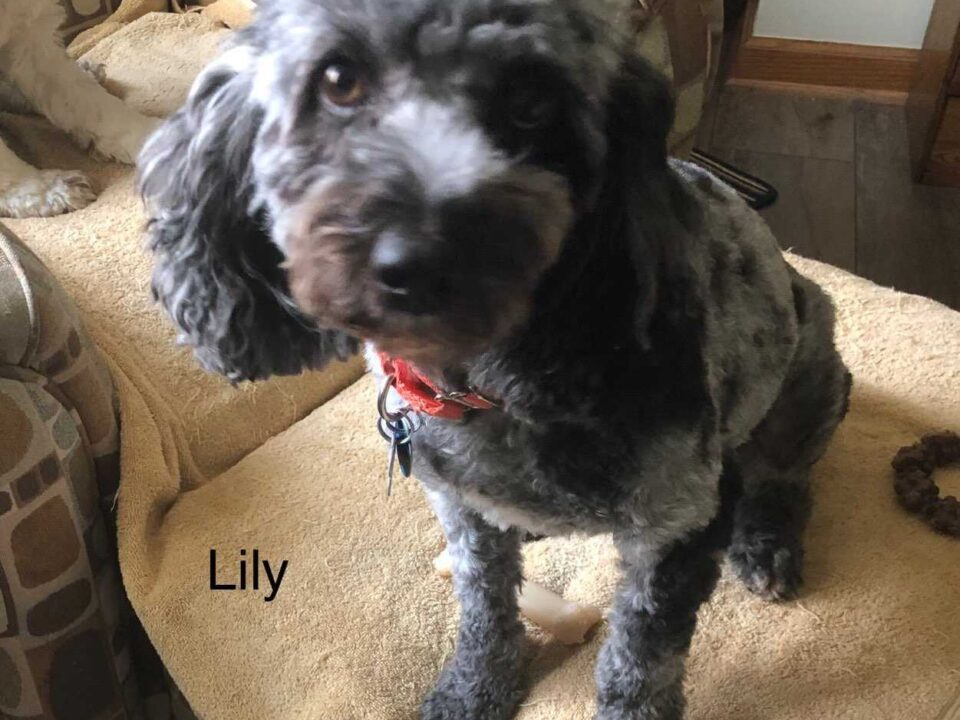 Lily CCR