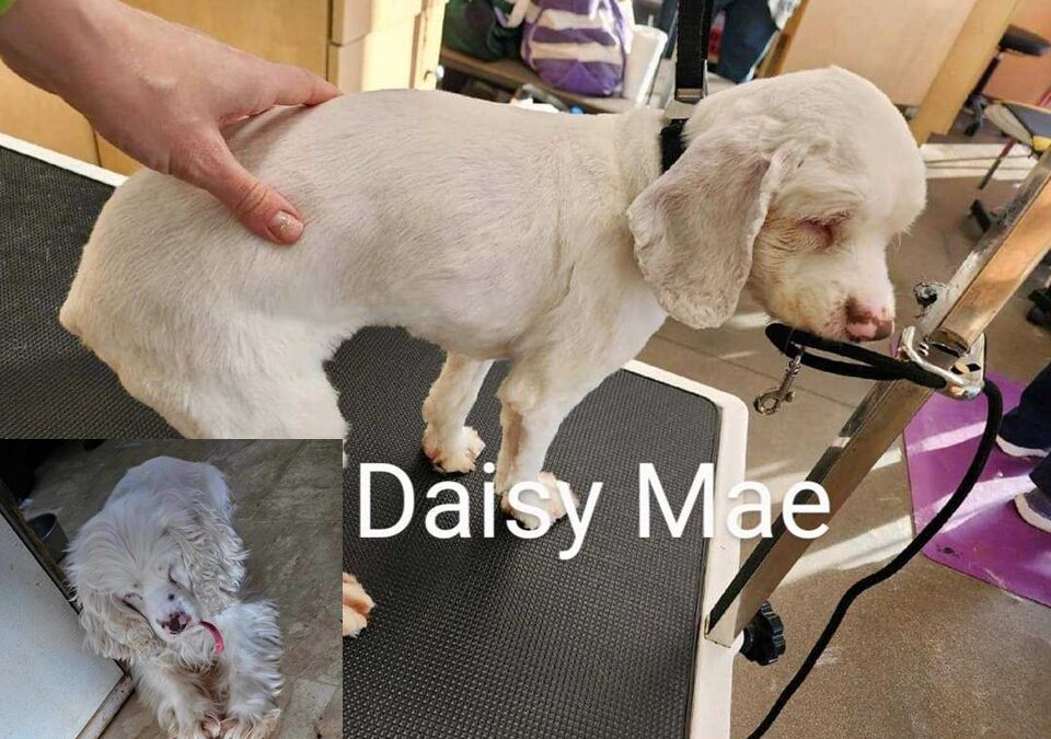 Daisy Mae AR