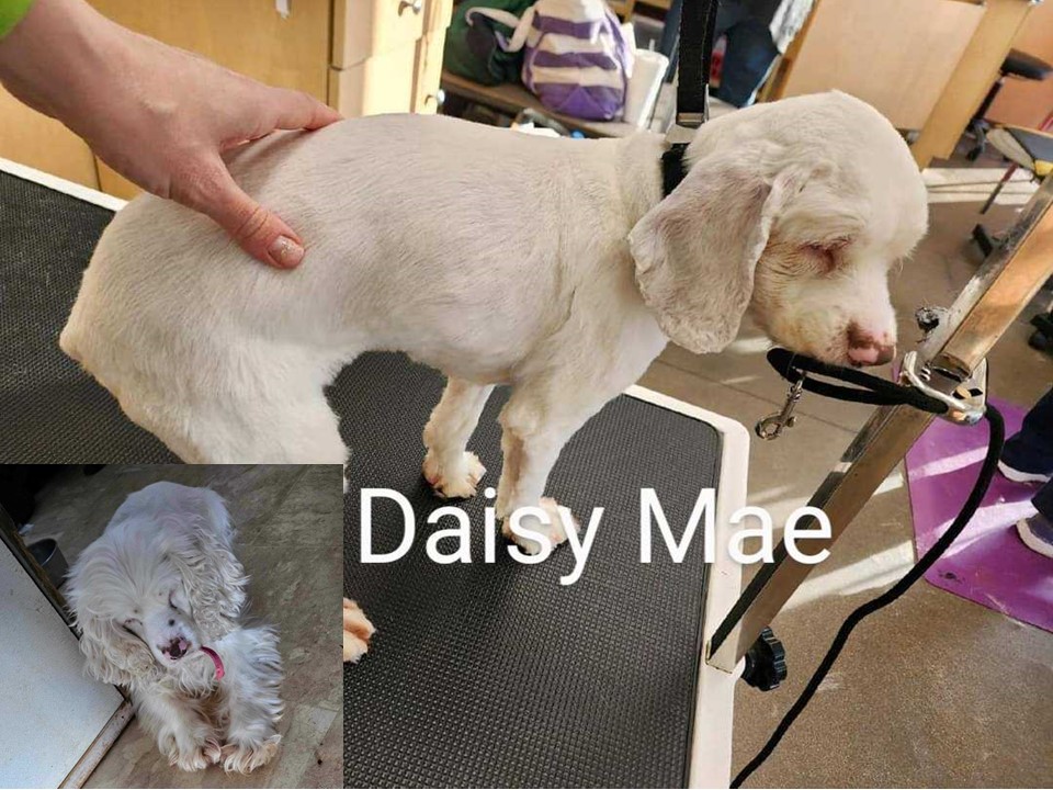 Daisy Mae AR