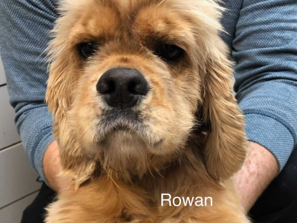 Rowan CCR