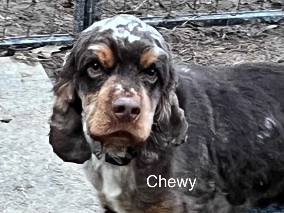 Chewy CCR