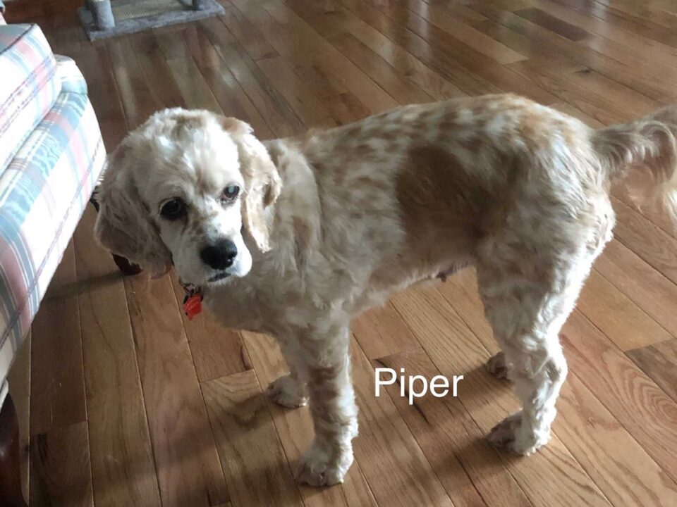 Piper CCR