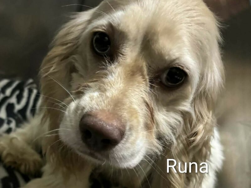 Runa CCR