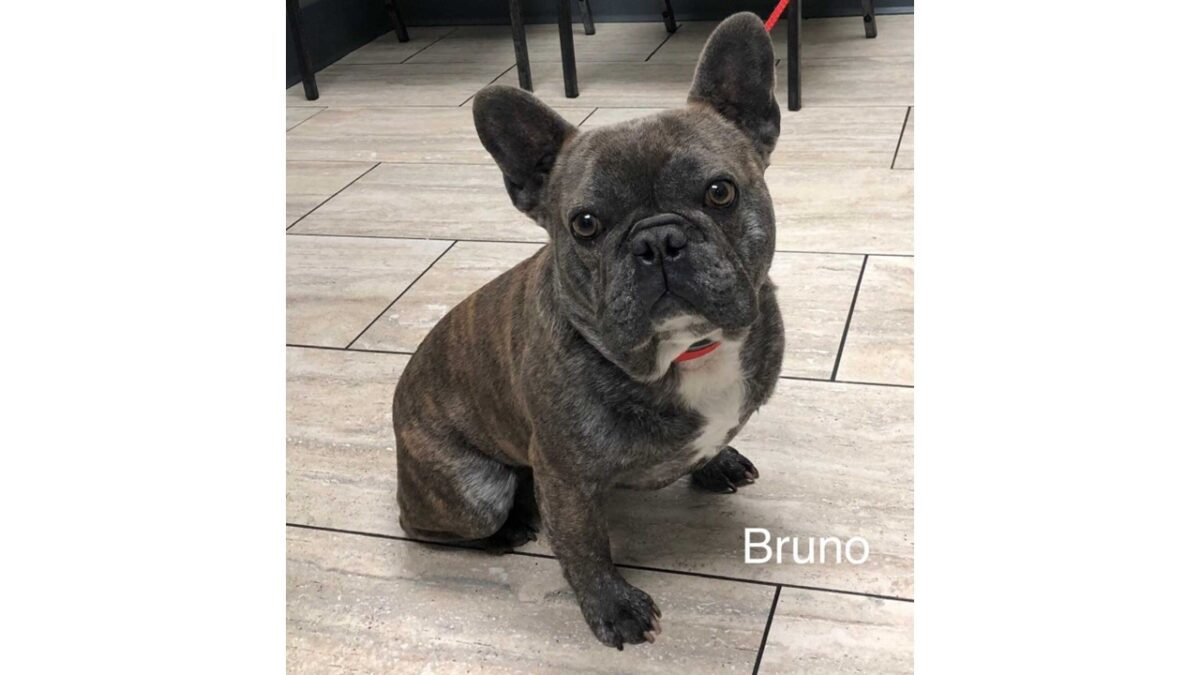 Bruno CCR