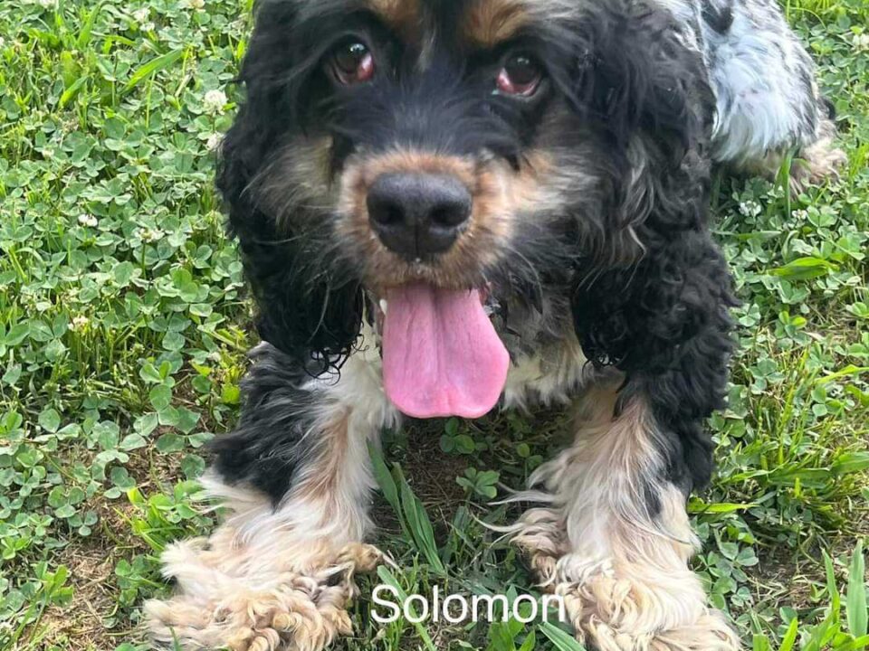 Solomon CCR