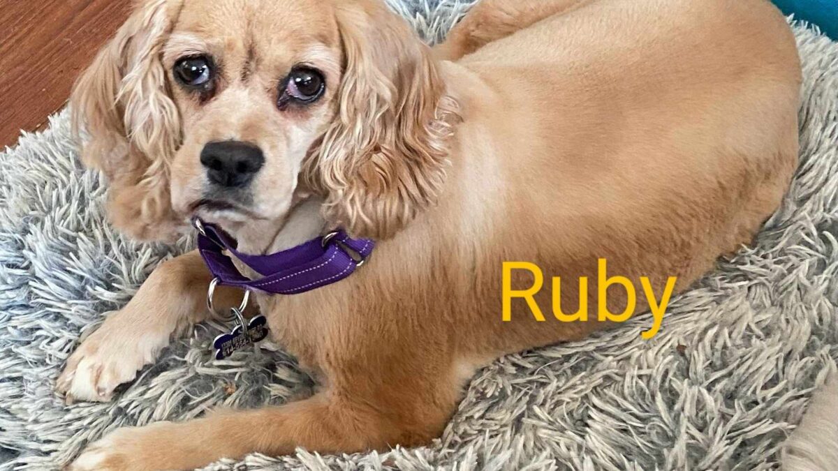 Ruby CCR