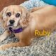 Ruby CCR