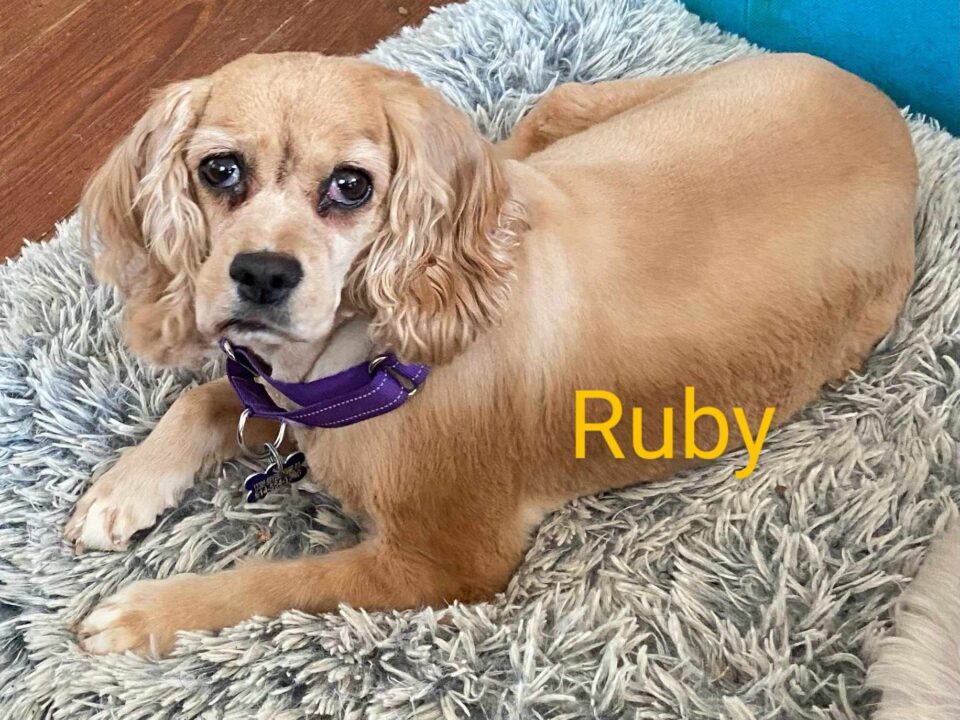 Ruby CCR