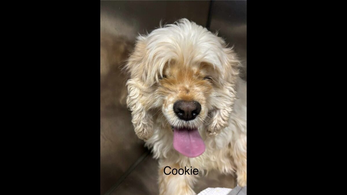 Cookie CCR