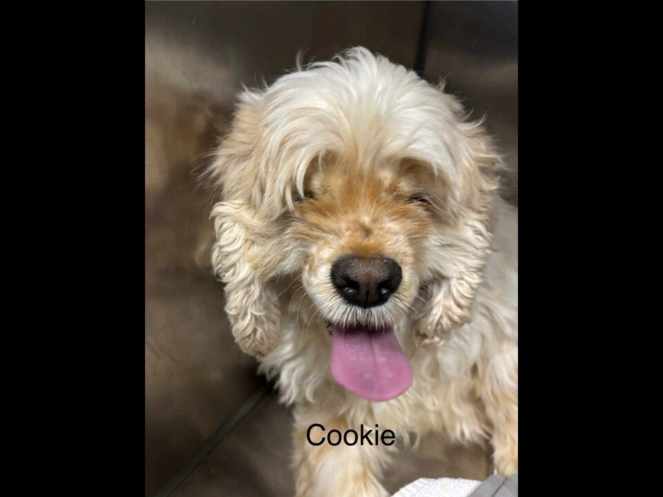 Cookie CCR