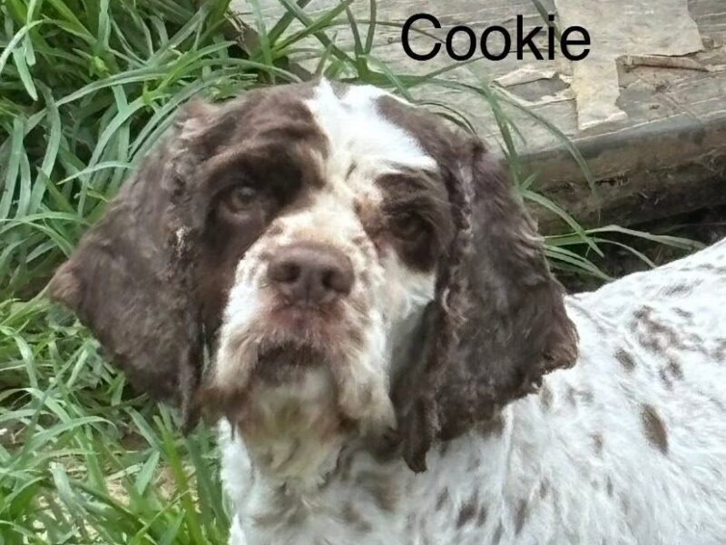 Cookie CCR