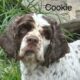 Cookie CCR