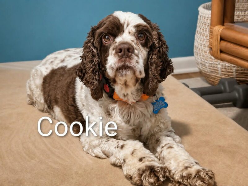 Cookie CCR