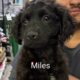 Miles CCR