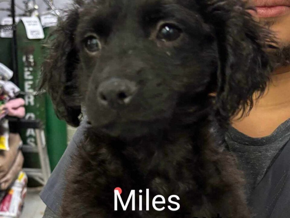 Miles CCR