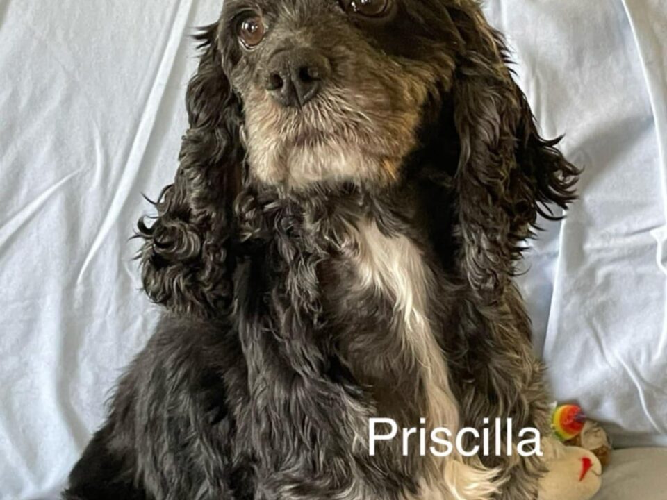Priscilla CCR