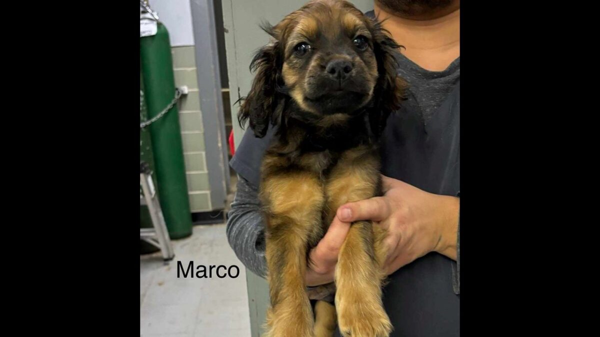 Marco CCR