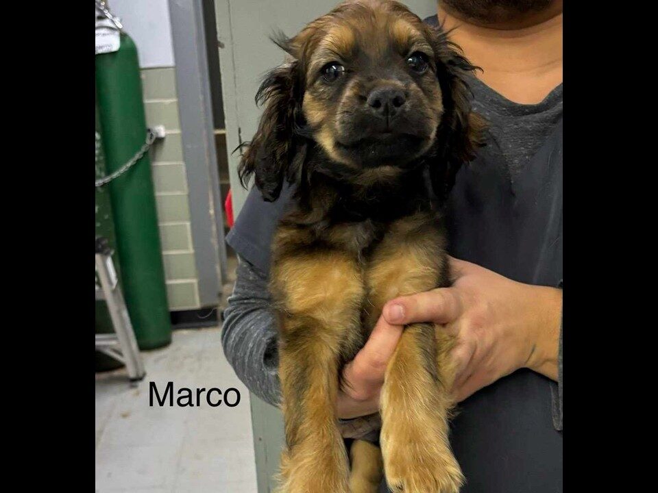 Marco CCR