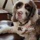 Cooper CCR