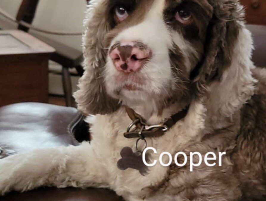 Cooper CCR