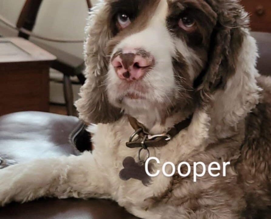 Cooper CCR