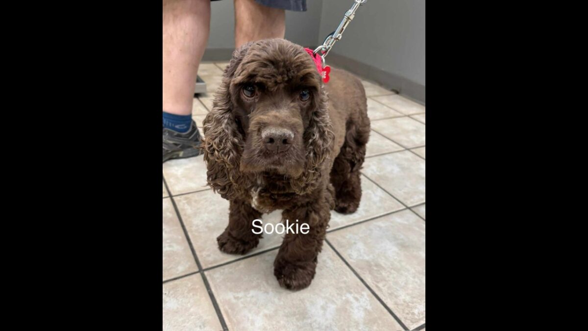 Sookie CCR