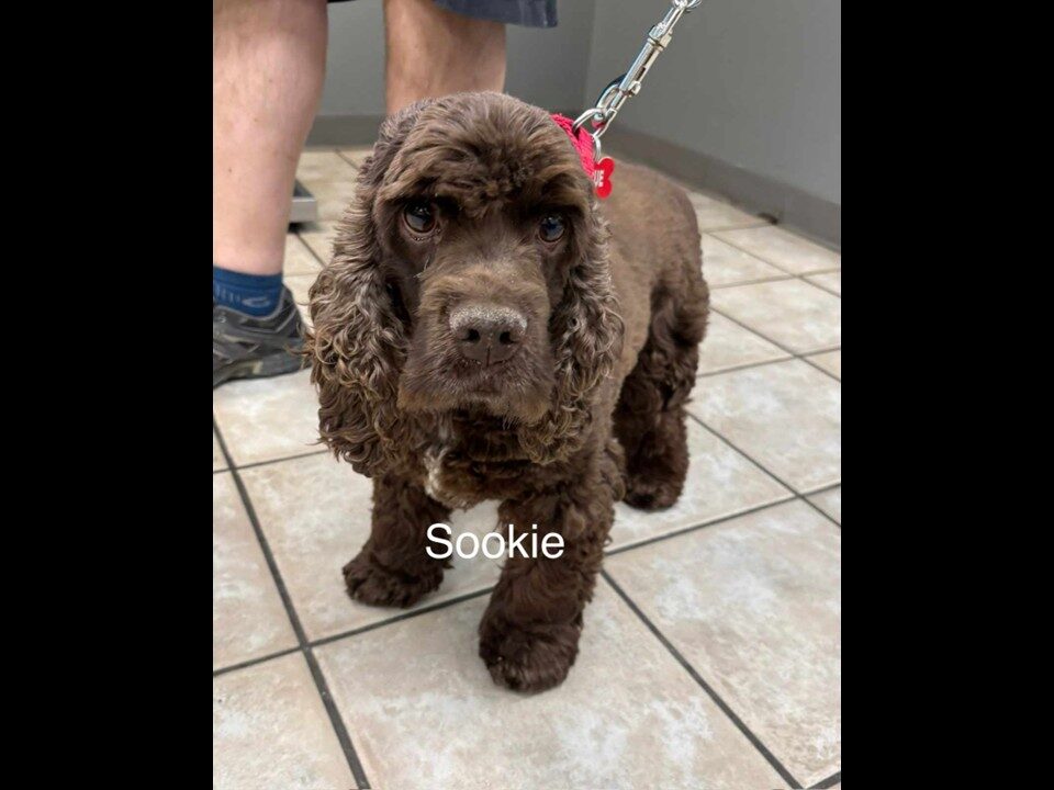 Sookie CCR