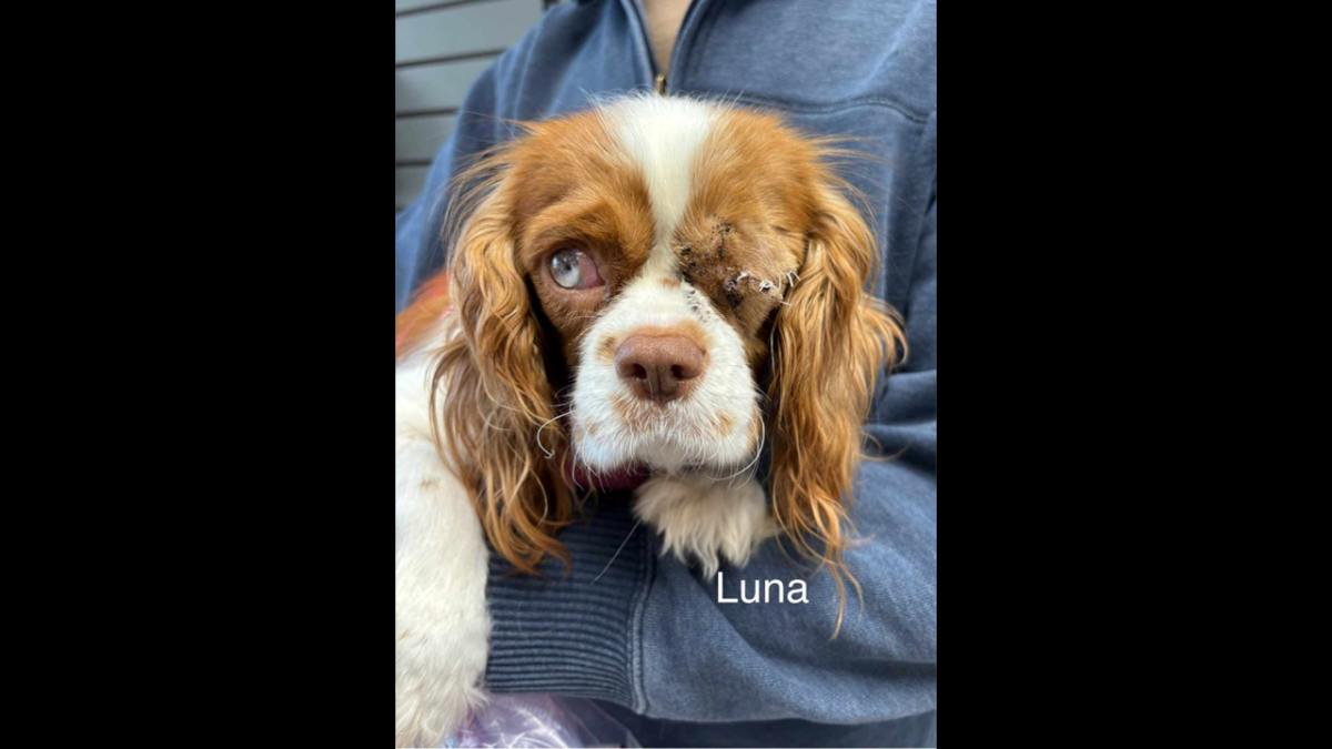 Luna CCR