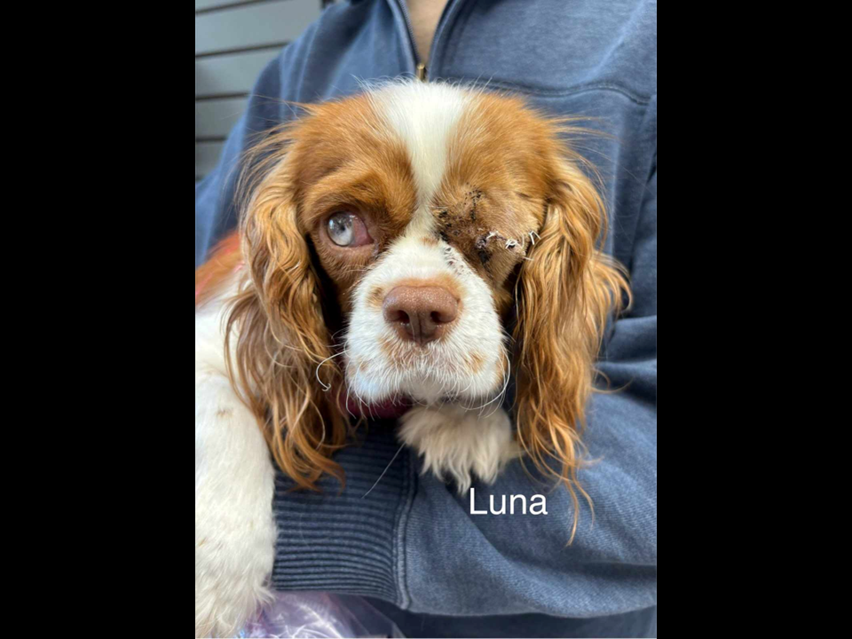 Luna CCR