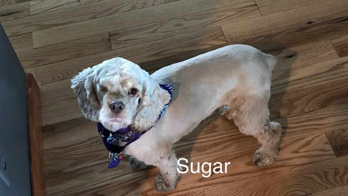 Sugar CCR