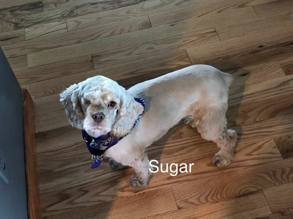 Sugar CCR