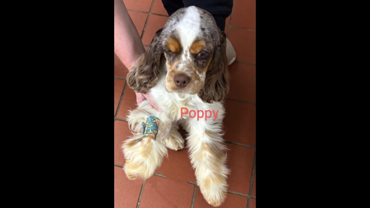 Poppy CCR