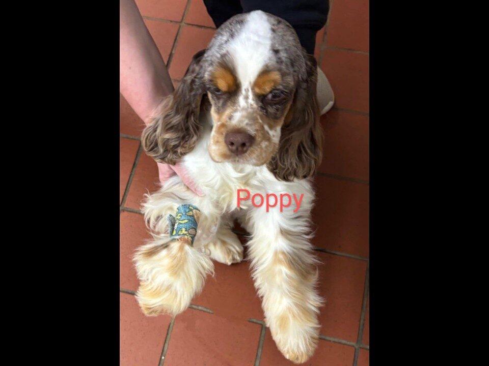 Poppy CCR