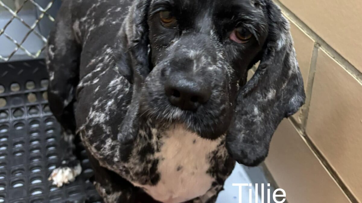 Tillie CCR