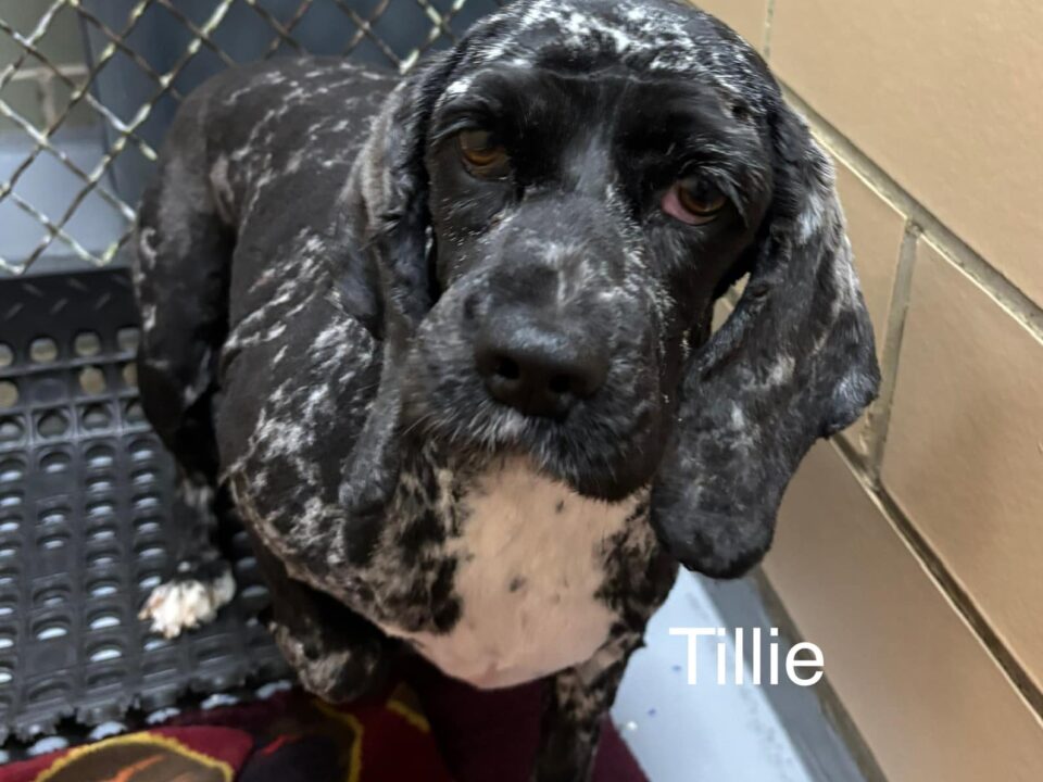 Tillie CCR