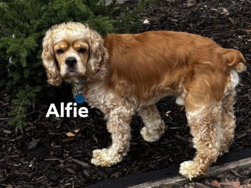 Alfie CCR